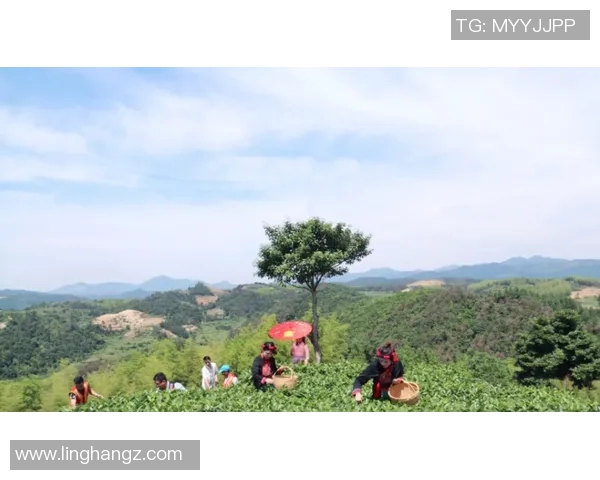 张伟独家分享网球技巧与心得助你提升球技的全方位指南